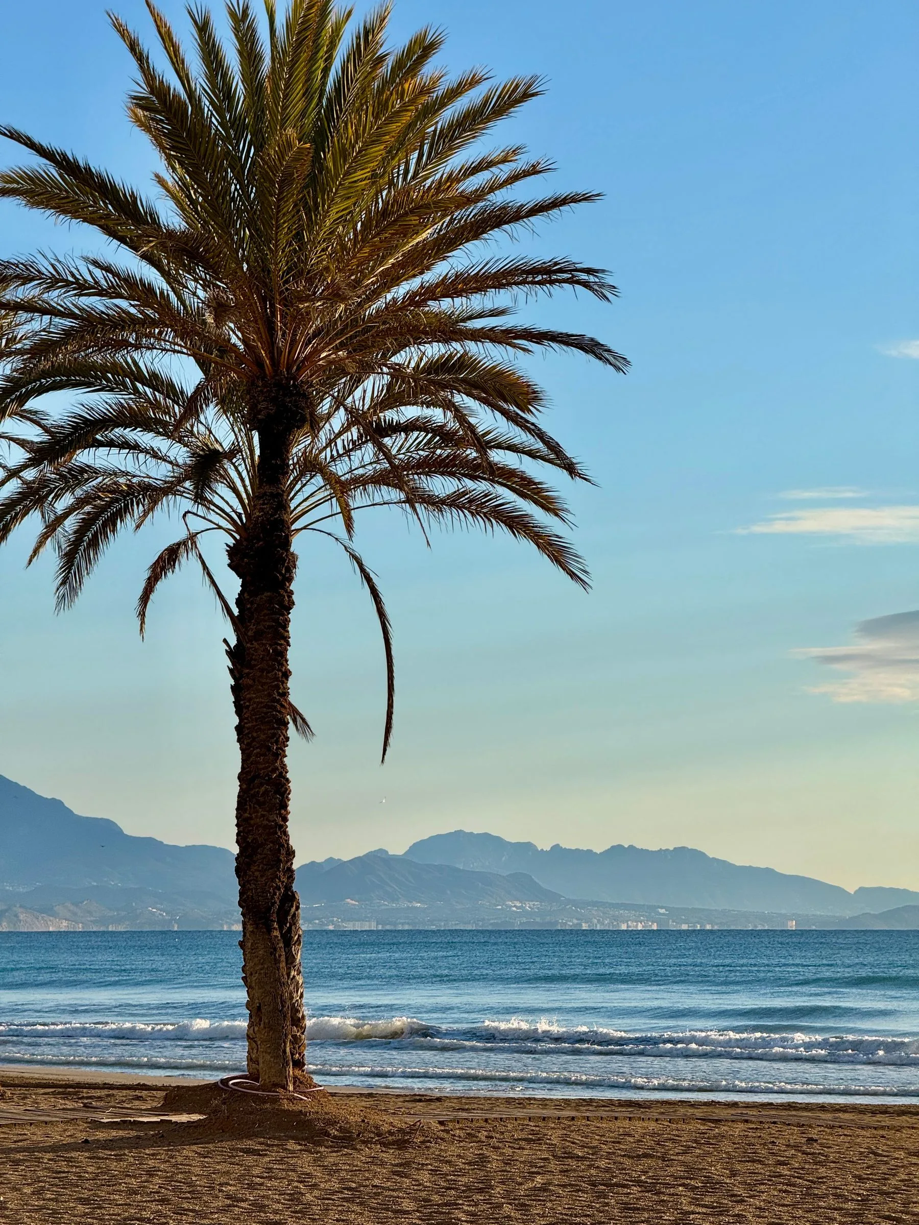 Palm tree, blue Mediterranean Sea and mountains near Alicante